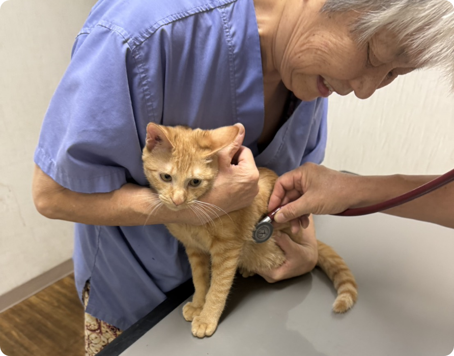 調布市の落合動物病院 健康診断